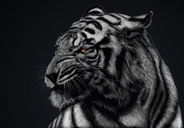 Angry Tiger_232